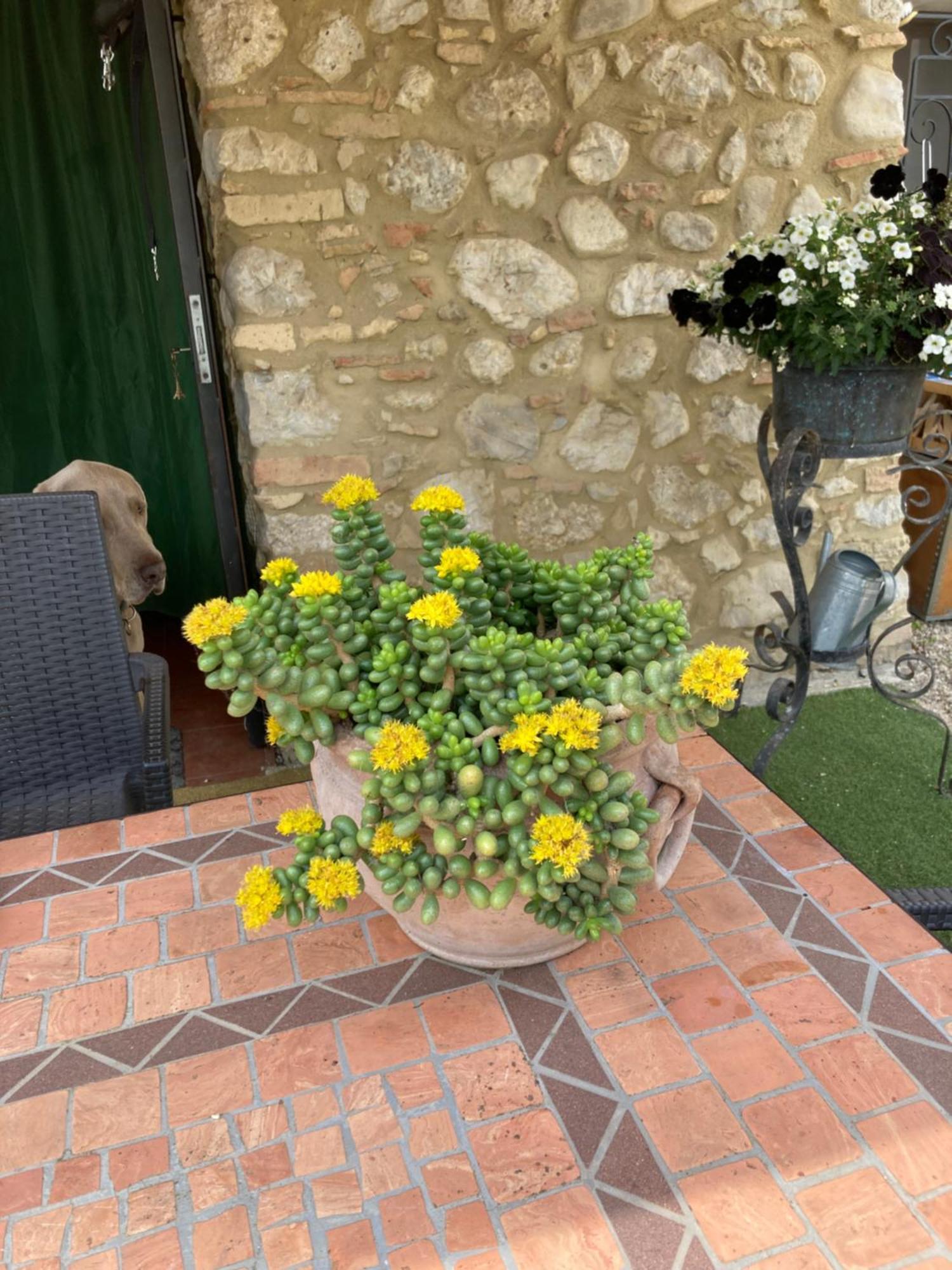 Casa Gavenniae Bed & Breakfast Nocciano Bagian luar foto